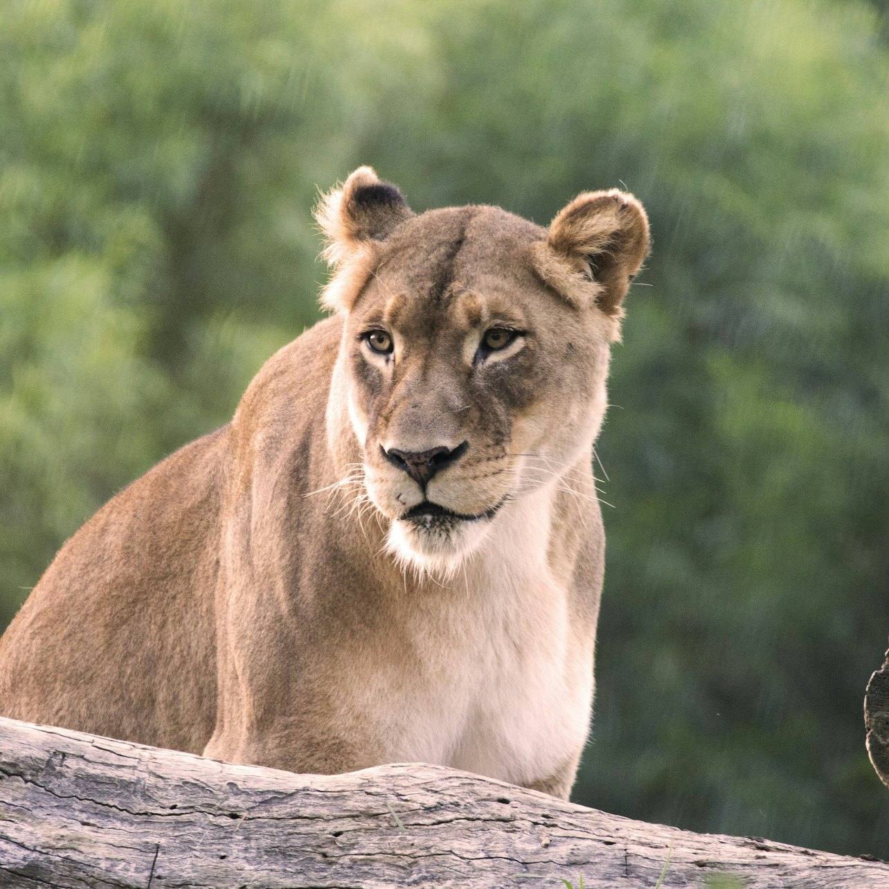 San Diego Zoo Safari Park: Entry Ticket - Photo 1 of 7